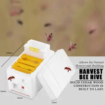Bišu strops, Biškopības Karalis Lodziņā Putu Mājas Bišu Stropu Apputeksnēšanas Ražas Biškopis Pārošanās Karaliene Marķējums Stropu Kastes Komplekti Būris F4N9