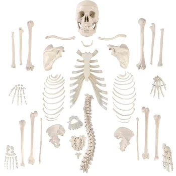 Disarticulated Cilvēka Skelets, Pilna Nesamontēti Anatomijas Modelis Dzīves Lieluma 170CM Galvaskausa Kauli, Šarnīru Roku & Kāju